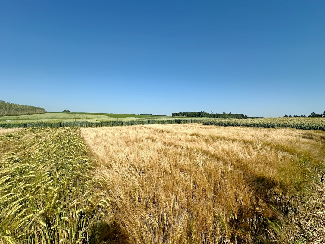 Züchterrundfahrt am Versuchsstandort Döggingen am 25. Juni 2024. Wintergerste