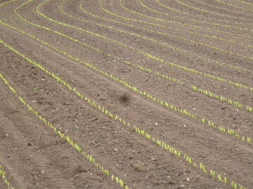Beim Einsatz von Bodenherbiziden vor dem Auflaufen oder im fr�hen Nachauflauf im Mais gilt es einiges zu ber�cksichtigen.