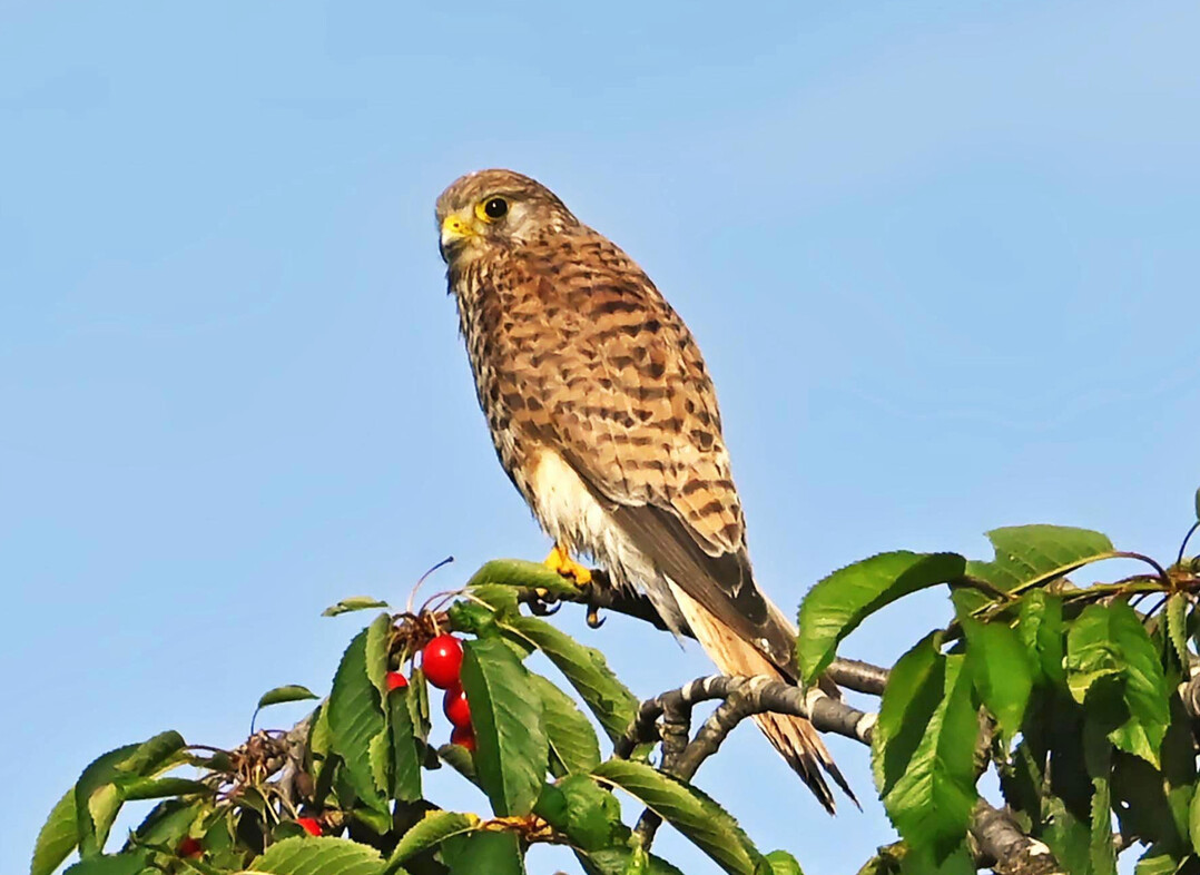 Turmfalke auf einem Kirschbaum