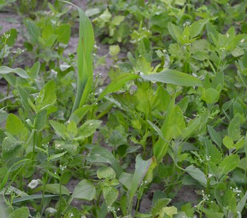 Mehr Unkraut als Mais. 