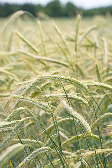 Mit rund 75? Prozent Stickstoffeffizienz und geringeren Treibhausgasemissionen ist Roggen umweltfreundlicher als Weizen.