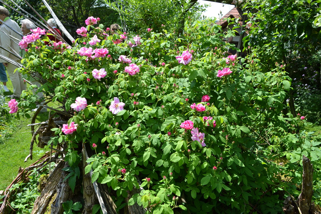 Gartenfahrt 19.6.2015 Naturgarten Geigle Bad Urach-Hengen