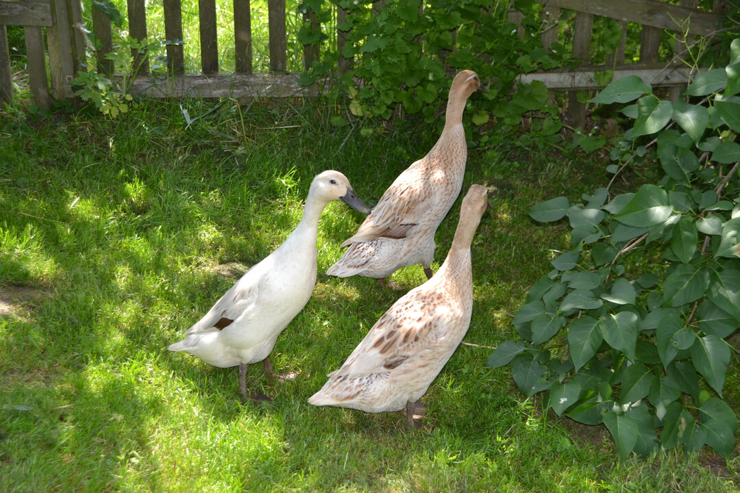 Gartenfahrt 19.6.2015 Naturgarten Geigle Bad Urach-Hengen