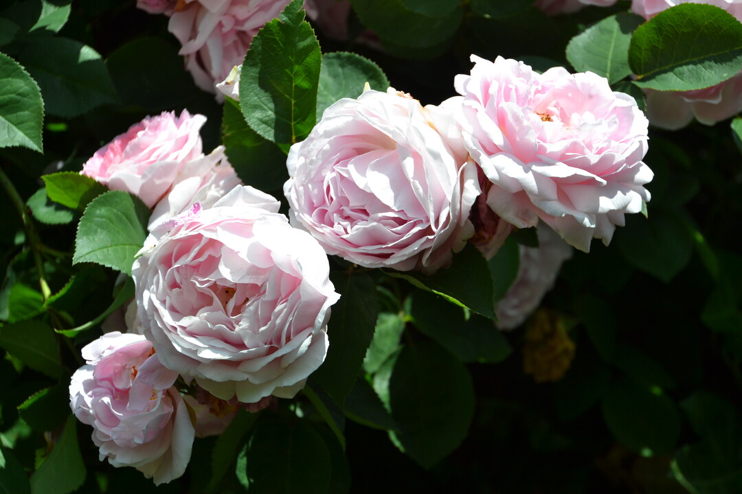 Gartenfahrt 19.6.2015 Garten Elsbeth Mayer Bad Urach-Wittlingen