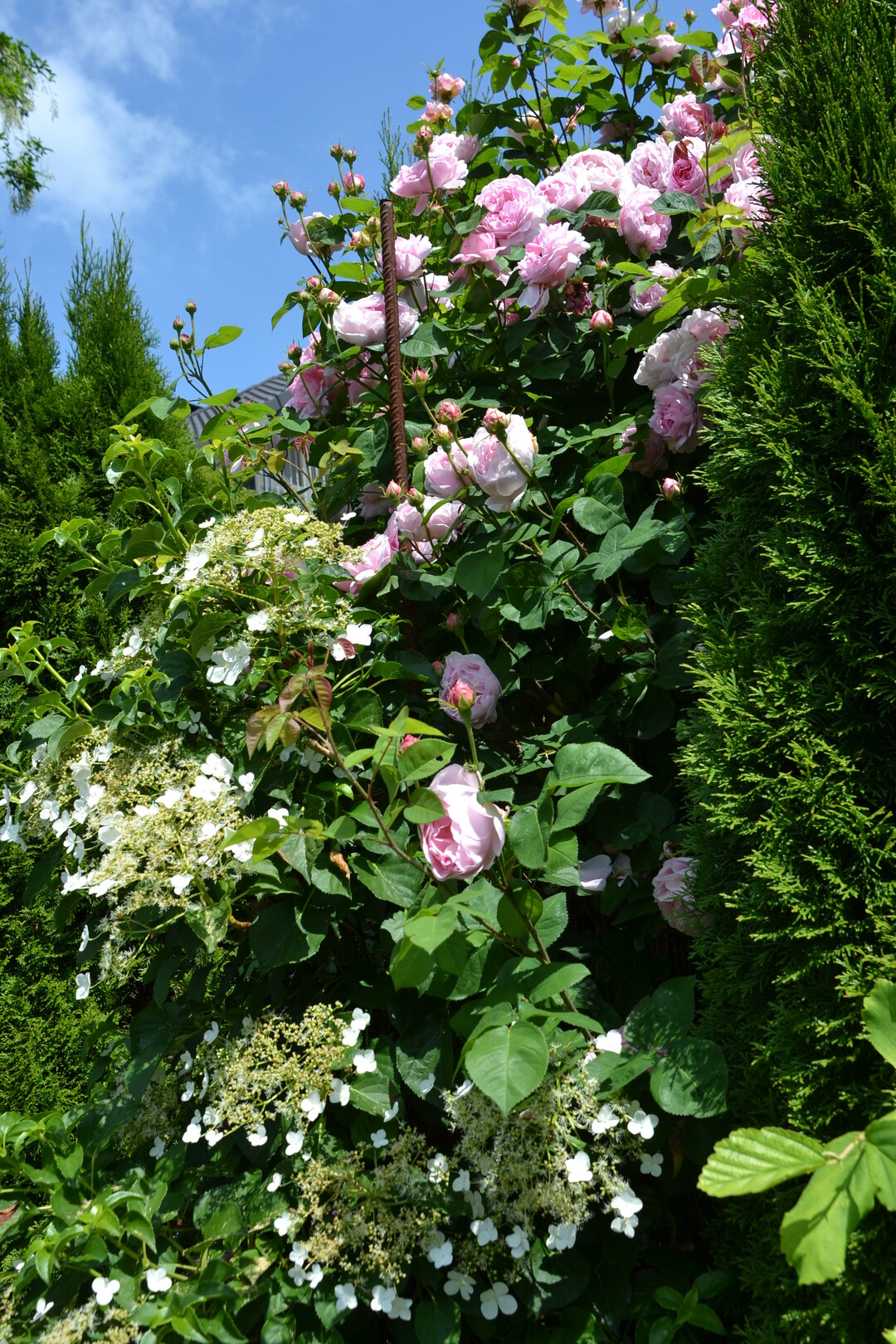 Gartenfahrt 19.6.2015 Garten Elsbeth Mayer Bad Urach-Wittlingen