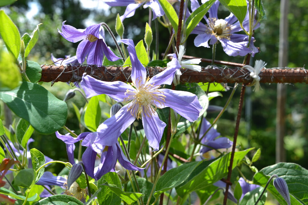Gartenfahrt 19.6.2015 Garten Elsbeth Mayer Bad Urach-Wittlingen