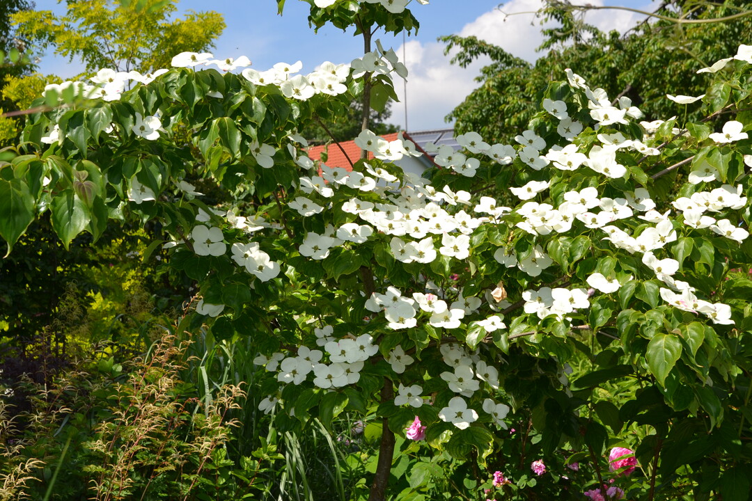 Gartenfahrt 19.6.2015 Garten Elsbeth Mayer Bad Urach-Wittlingen