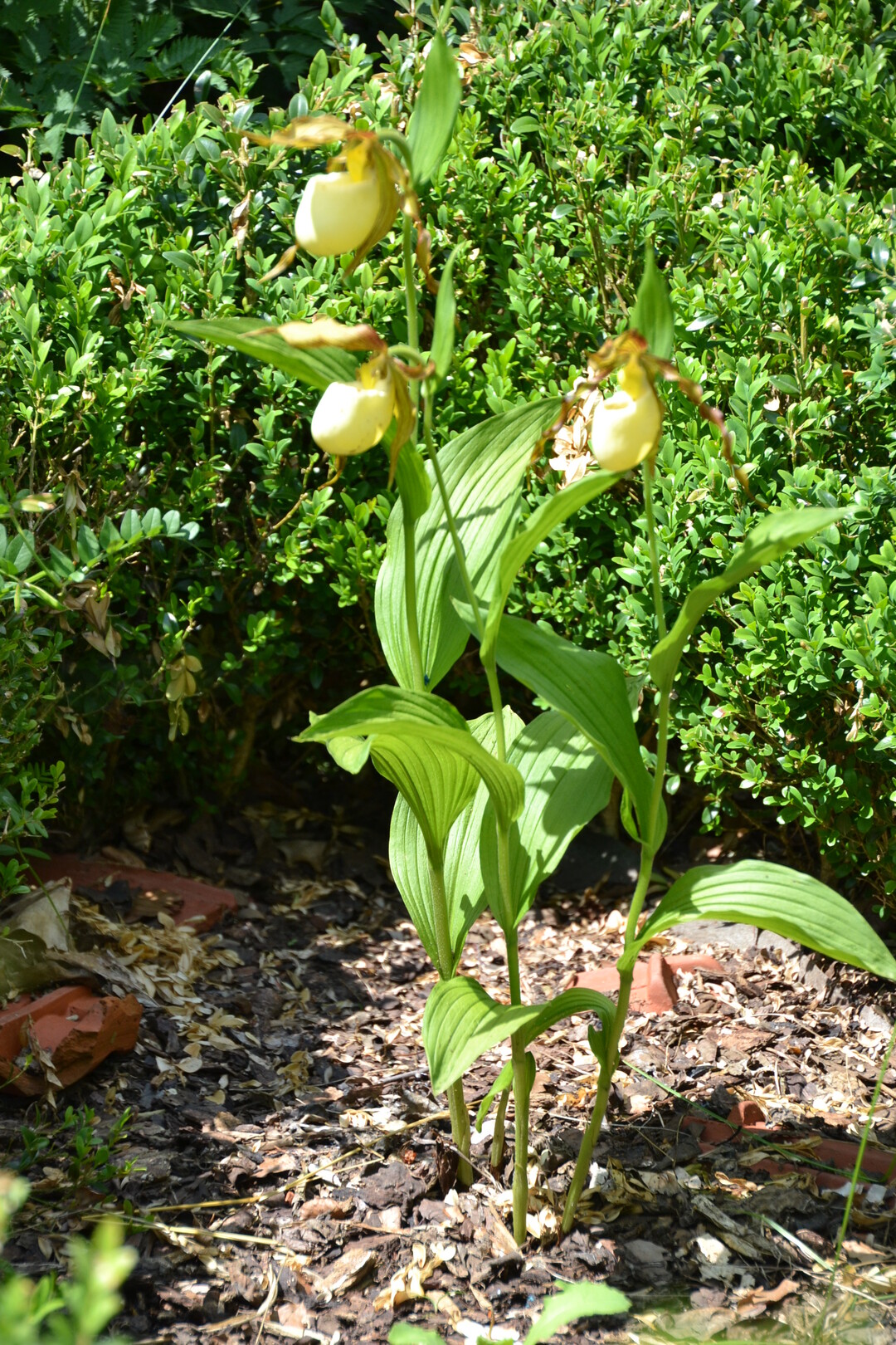 Gartenfahrt 19.6.2015 Garten Elsbeth Mayer Bad Urach-Wittlingen