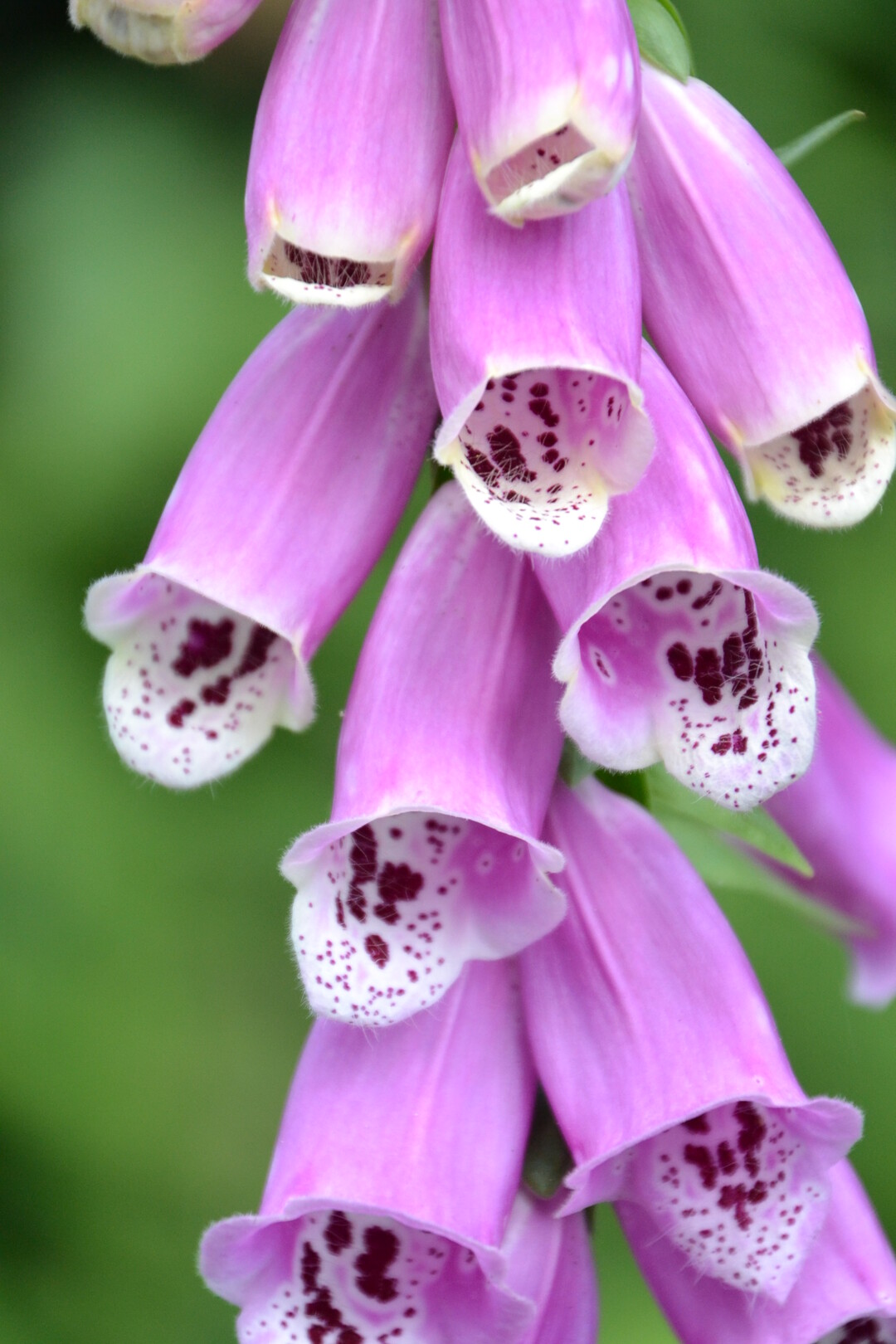 Gartenfahrt 19.6.2015 Garten Marianne Gekeler R�merstein-B�hringen