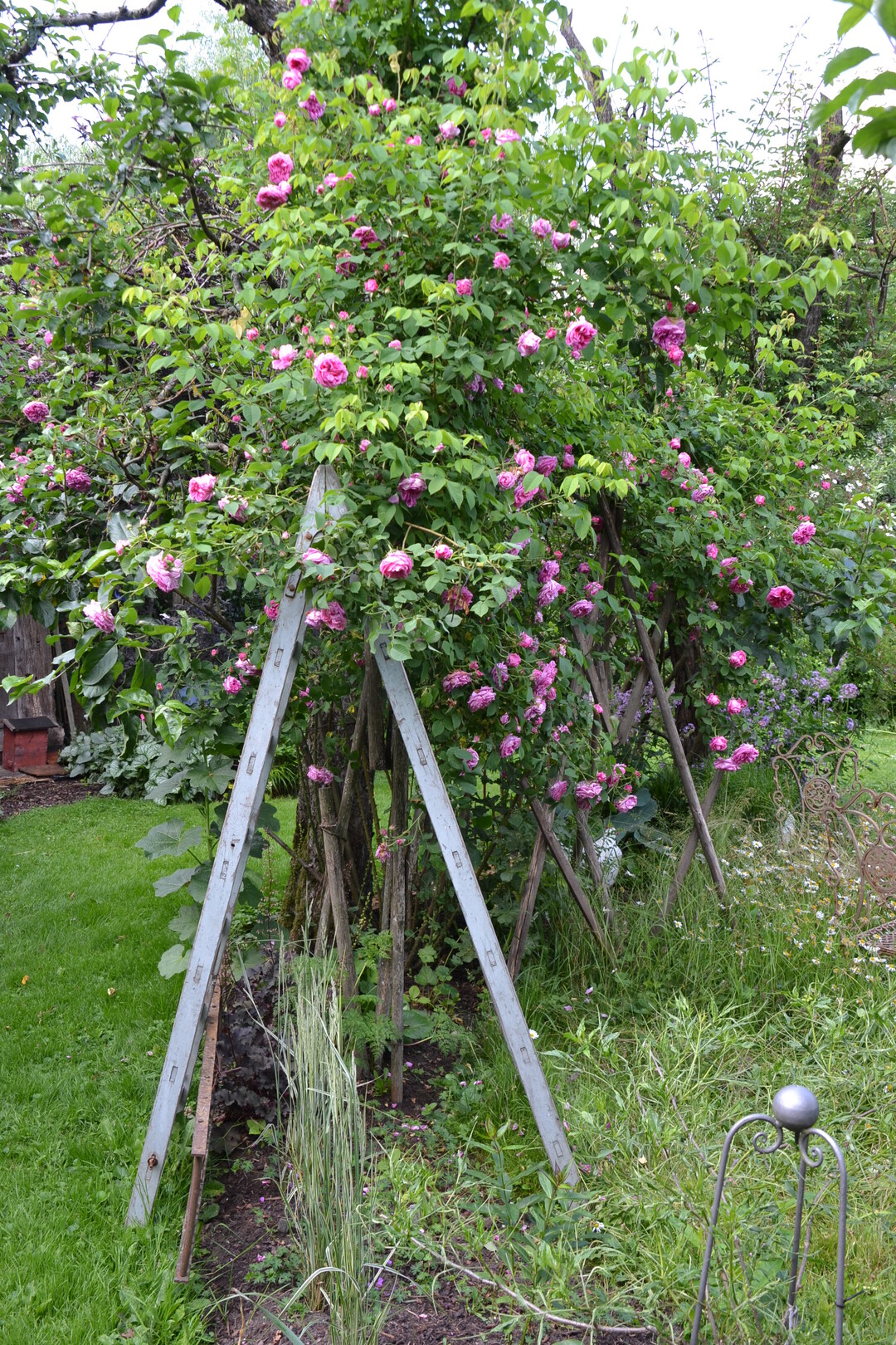 Gartenfahrt 19.6.2015 Garten Marianne Gekeler R�merstein-B�hringen