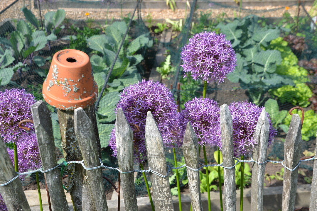 Gartenfahrt 19.6.2015 Garten Marianne Gekeler R�merstein-B�hringen