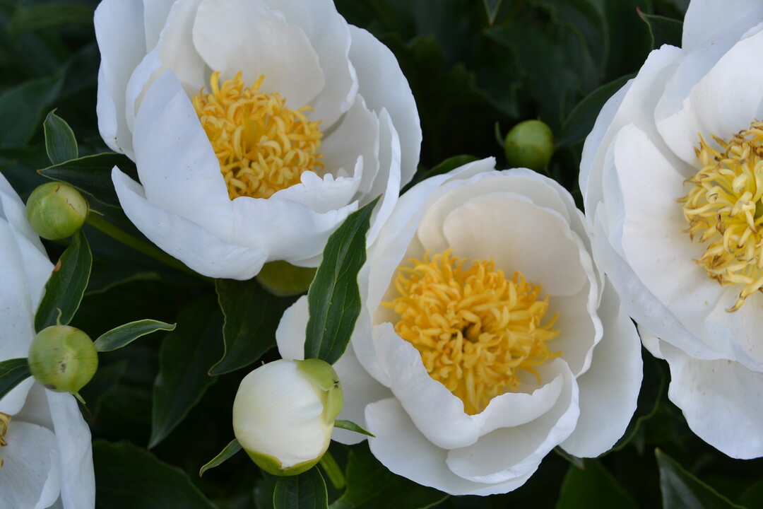 Gartenfahrt 19.6.2015 Garten Marianne Gekeler R�merstein-B�hringen