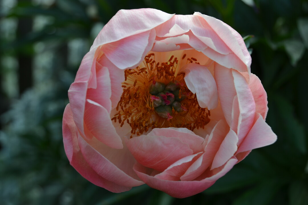 Gartenfahrt 19.6.2015 Garten Marianne Gekeler R�merstein-B�hringen