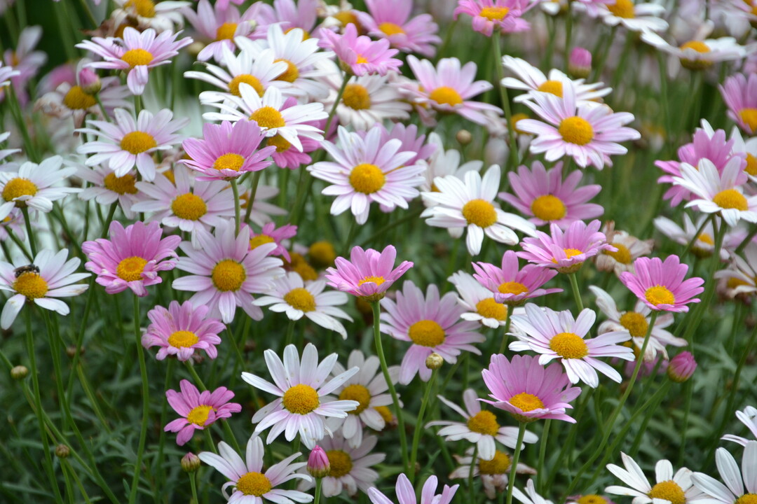 Gartenfahrt 19.6.2015 Garten Daiber Alleshausen