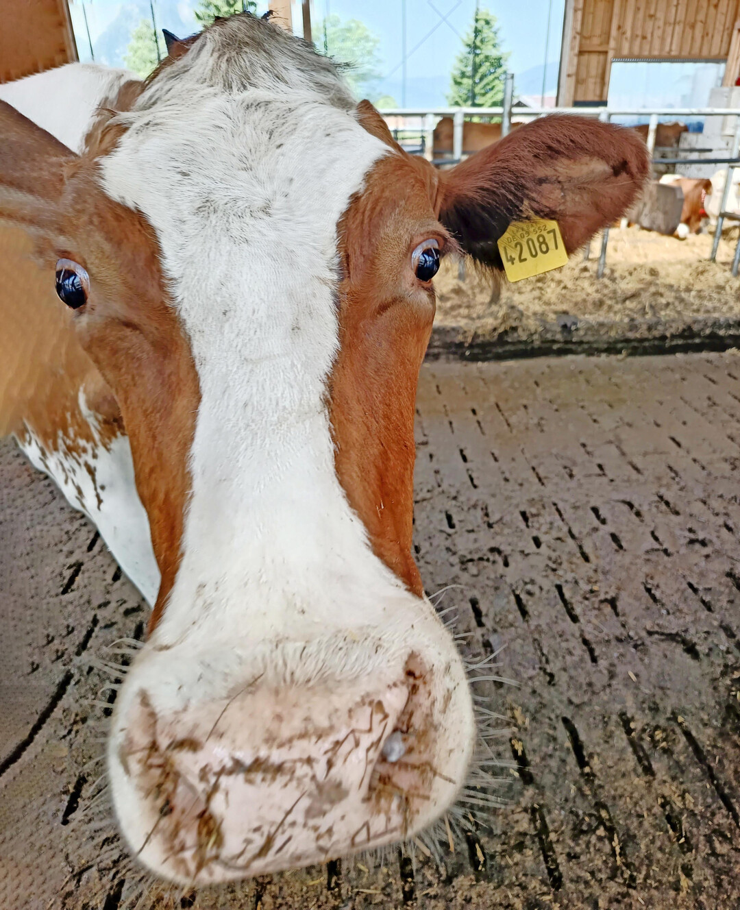 1 Sicher und bequem durch den Laufstall: Milchkühe profitieren von einem weichen Untergrund. Auf Gummimatten fällt es den Tieren leichter, sich zu bewegen und sie zeigen ein intensiveres Rauscheverhalten.