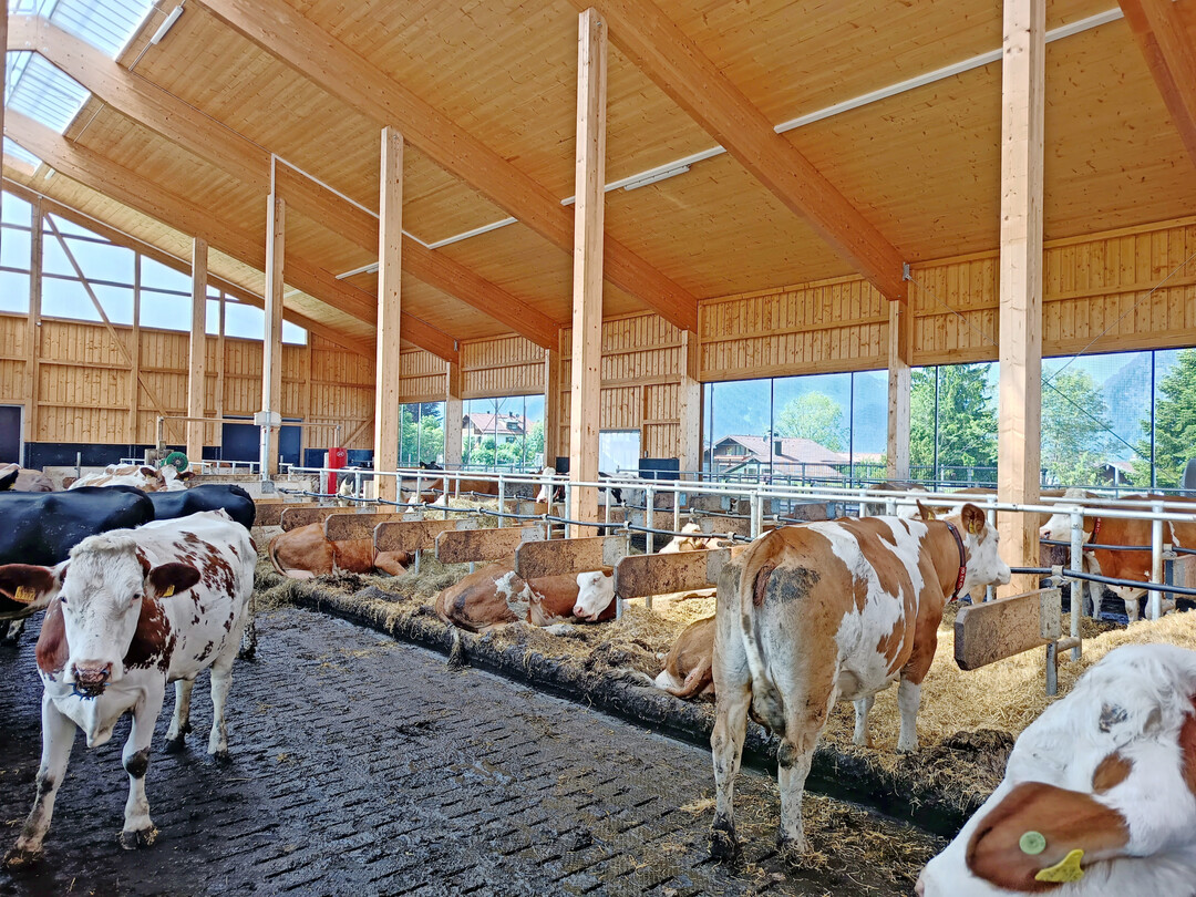 4 Die Laufgänge der Kühe sind komplett mit den emissionsmindernden Gummimatten belegt worden. So sollen Harn und Kot schneller voneinander getrennt werden und abfließen können. Die Gänge werden zusätzlich von einem Spaltenroboter gereinigt.