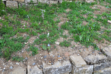 Junge Staudenpflanzung auf magerem Grund � hier gilt es, sehr sauber auszuj�ten und Unkr�uter zu entfernen.