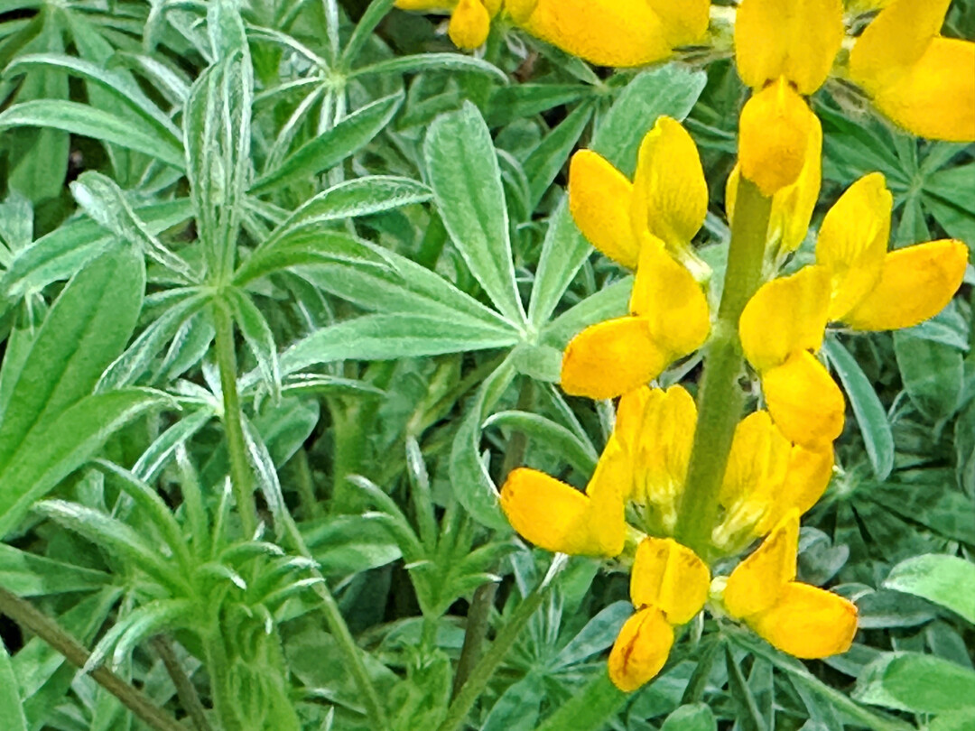 Gelbe Lupine