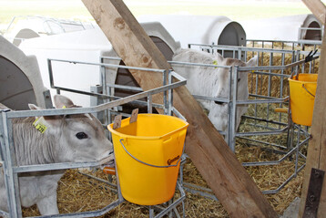 Um gesund ins Leben zu starten, ben�tigen gen�gend und qualitativ hochwertiges Kolostrum. Wie eine Studie ergeben hat, nehmen die Jungtiere die meisten Immunglobuline auf, wenn sie an ihrer Kuhmutter s�ugen k�nnen und zus�tzlich eine Tr�nke erhalten. 