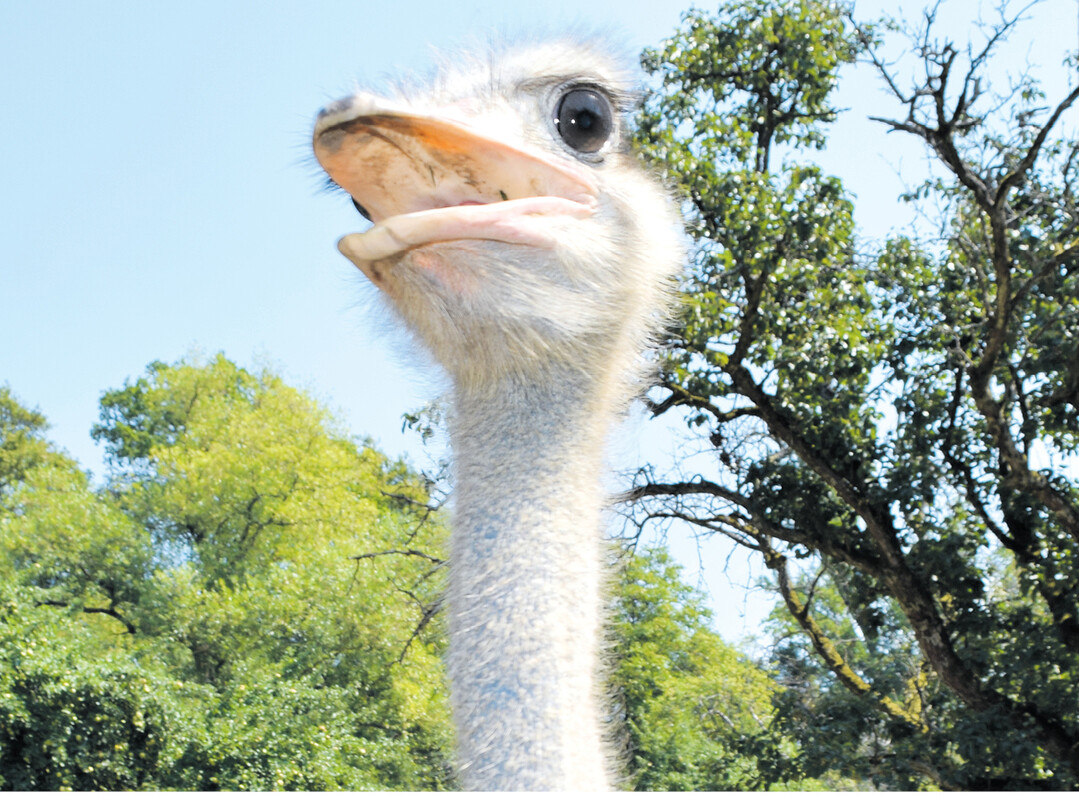Franz-Josef hat den �berblick: Das Strau�enauge ist mit f�nf Zentimetern Durchmesser gr��er als das Auge vieler anderer Landtiere. Es eignet sich perfekt, um Raubtiere aus gro�er Entfernung zu sehen.