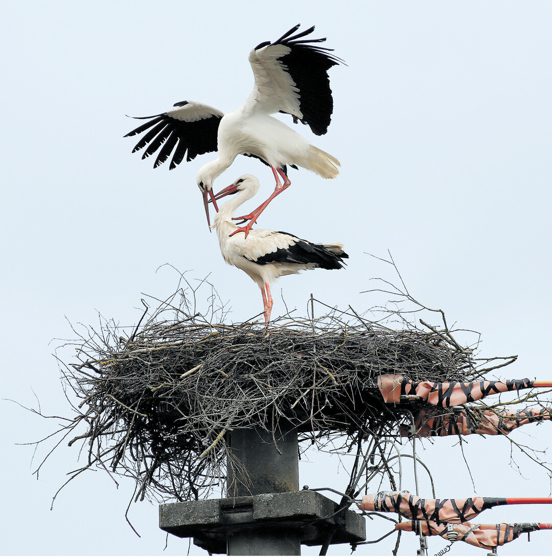 bild der woche Ein Storchenpaar hat am 7. April sein Nest an der Bahnlinie zwischen Unlingen und Daugendorf im Landkreis Biberach auf einem Strommasten gebaut. Zum Schutz der St�rche hat der Energieversorger die Leitungen am Nest isoliert.