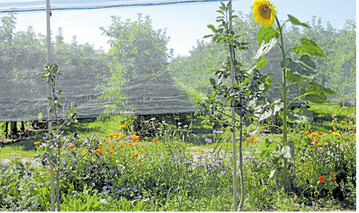 Bl�hstreifen f�rdern N�tzlinge, denn die ausges�ten Pflanzen bieten mit Pollen und Nektar eine wichtige Nahrungsquelle. Teils locken sie sogar spezielle Arten an.