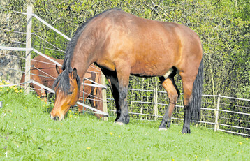 Eine gut eingez�unte Koppel senkt das Risiko, dass Tiere ausbrechen. Elektroz�une sollten auf Pferdeweiden aus mindestens drei Reihen Breitband bestehen. F�r die Au�eneinz�unung sind sie aber nur bedingt geeignet. Die notwendige Zaunh�he h�ngt von der Gr��e der Pferde ab.