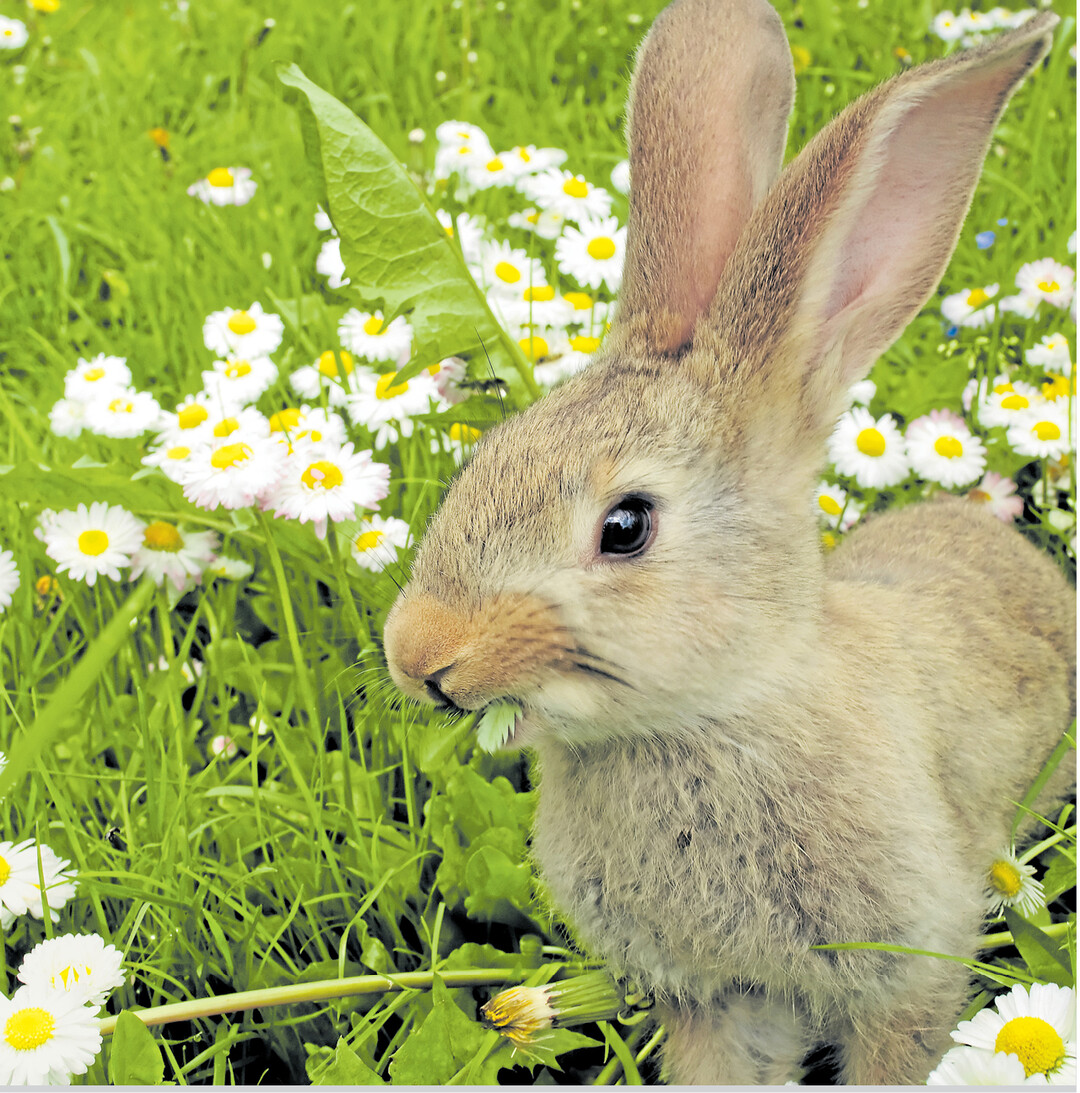 Der Osterhase ist da! Oder besser � wie hier � das Osterkaninchen. Man vermutet, dass sie aufgrund ihrer schnellen Fortpflanzungsrate f�r Fruchtbarkeit und Neuanfang an Ostern stehen. Zwei Dinge macht sie in Sachen Nachwuchs so erfolgreich: Zum einen bekommen H�sinnen w�hrend des Deckakts einen Eisprung, zum anderen haben sie eine zweite Geb�rmutter. So k�nnen sie kurze Zeit doppelt tr�chtig sein.