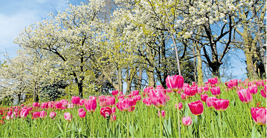 In jedem Fr�hjahr erwacht in unseren geografischen Breitengraden die Natur zu neuem Leben.