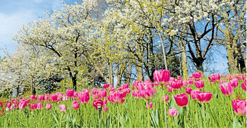 In jedem Fr�hjahr erwacht in unseren geografischen Breitengraden die Natur zu neuem Leben.