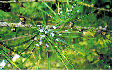 Wollläuse (Fichtengallenläuse) an einem Lärchenaustrieb.