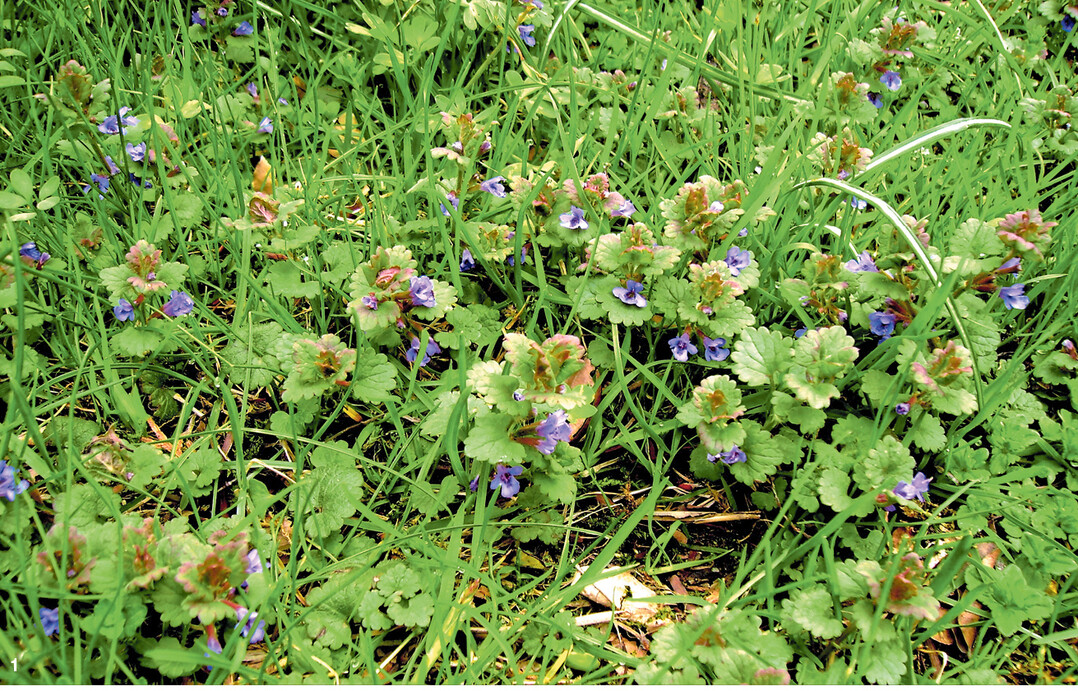Kriechender Gundermann im Rasen. Ein Ausstechen kann helfen. Nehmen die unerw�nschten Pflanzen im Rasen �berhand, muss eventuell mit Herbiziden eingegriffen werden.