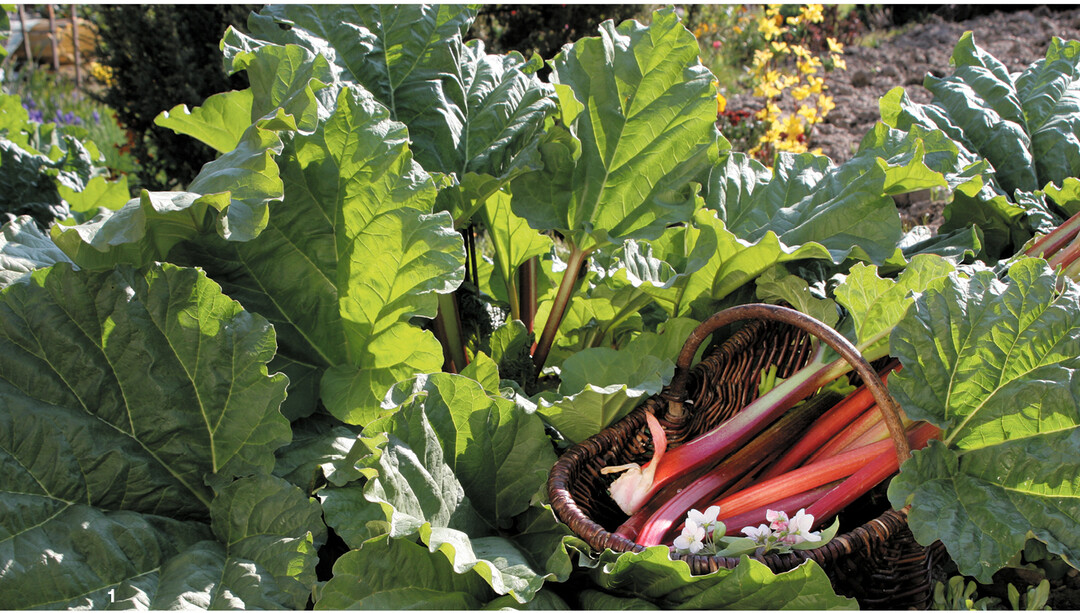 Reife Stangen erkennt man an den fast voll entfalteten Bl�ttern.