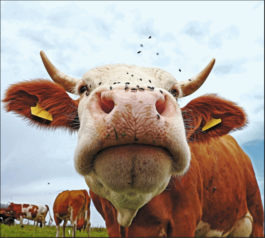 Fliegen nerven  so sehr, dass Futteraufnahme und Leistung darunter leiden k�nnen. Eine Bek�mpfung lohnt also.