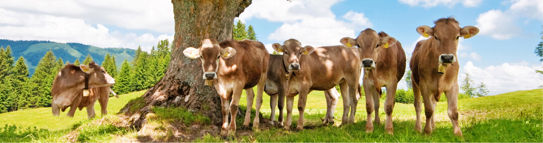 Braunvieh ist gen�gsam und robust - damit kann es eine gute Wahl f�r Betriebe im Allg�u sein.  