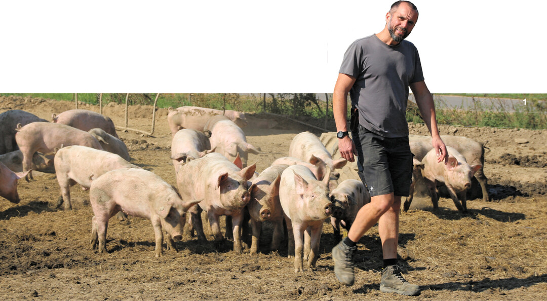 Wolf Ziebold h�lt Schweine unterschiedlichen Alters zusammen in einer Gruppe. Die Tiere w�hlen direkt hinter dem Regiomaten.