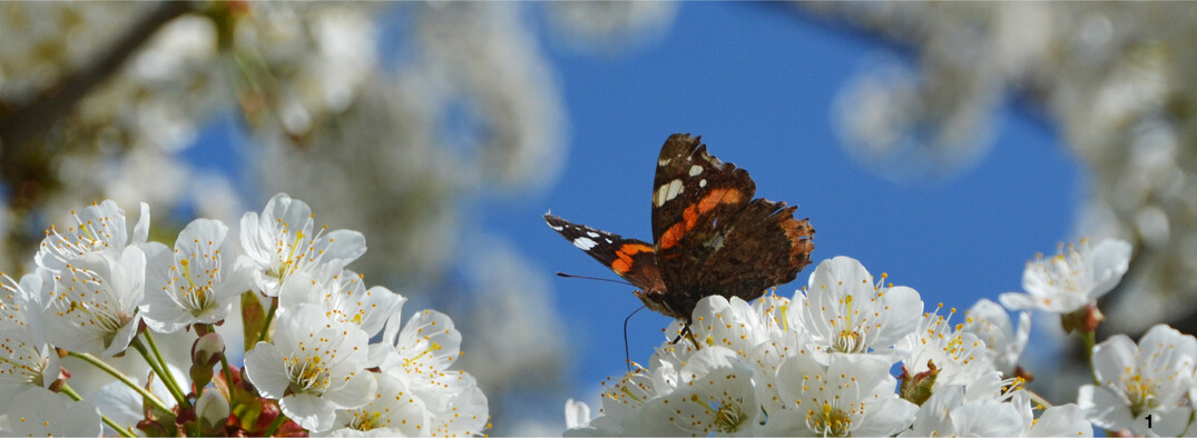 Kirschbl�ten werden gerne von Tagfaltern wie dem Admiral aufgesucht.