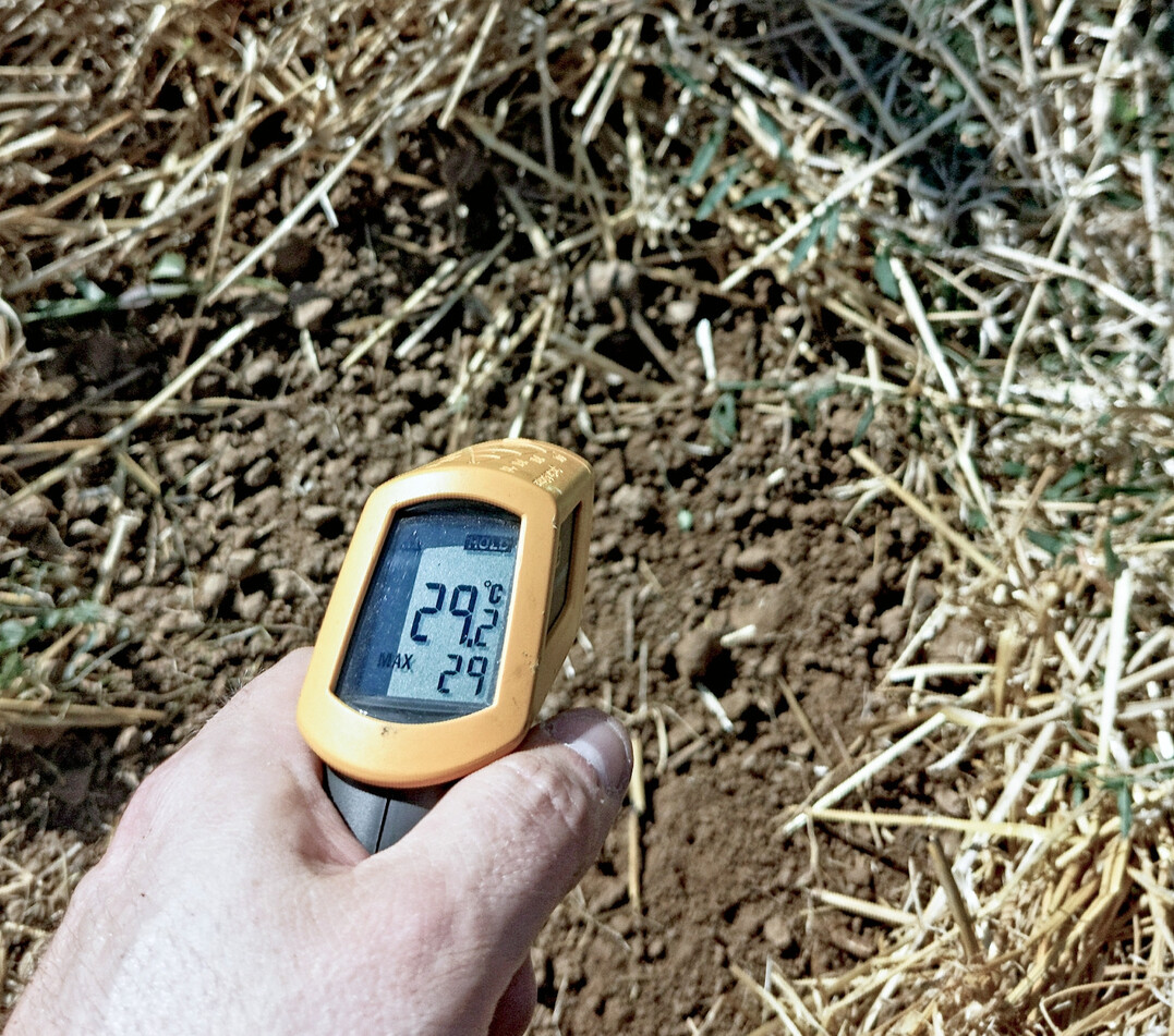 Eine Mulchschicht kann die Temperatur der Bodenoberfläche wirksam senken und so das Bodenleben schützen.