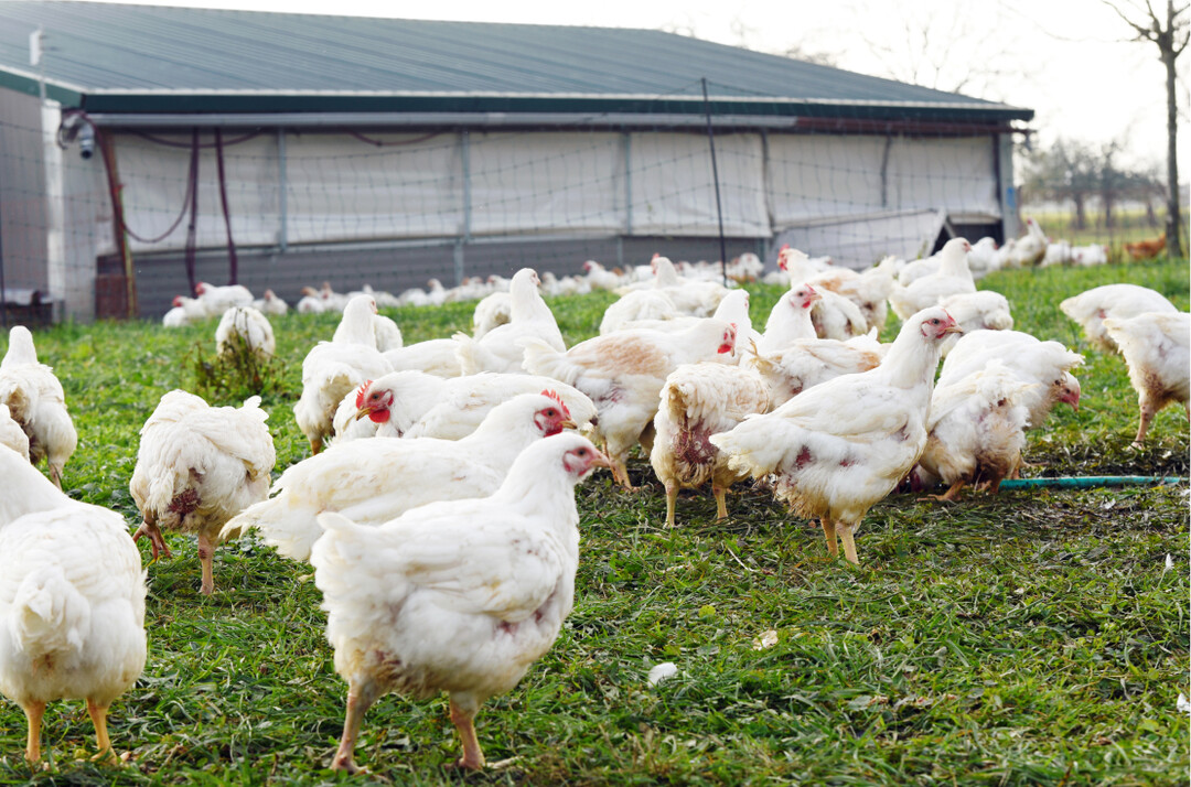 Die Mast in Mobilst�llen bietet sich insbesondere f�r direktvermarktende Betriebe an.