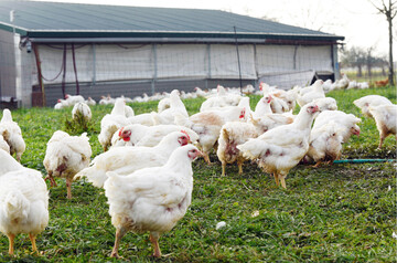 Die Mast in Mobilställen bietet sich insbesondere für direktvermarktende Betriebe an.