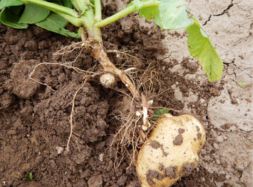 Kartoffelpflanze mit Rhizoctoniabefall am Stängel