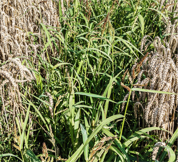 Hühnerhirse kann selbst in lückigem Wintergetreide noch keimfähige Samen bilden.
