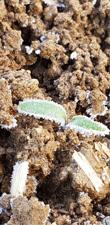 Zuckerrüben im Auflaufstadium sind anfällig für Frostschäden.
