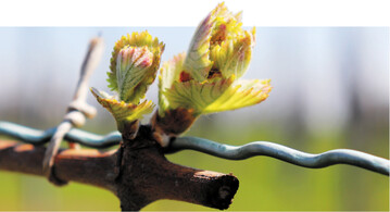 Die ersten Referenzwerte des Nitartinformationsdienstes für Reben sind ab dieser Woche verfügbar.