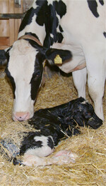 Rechtzeitig vor der Geburt sollte die Kuh in eine Abkalbebox umgestallt werden.