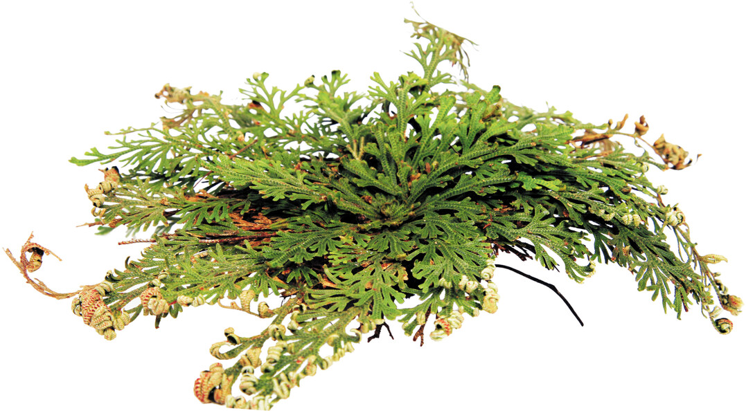 Die Rose von Jericho wird auch Auferstehungspflanze genannt. Wird die v�llig trockene Dauerform ordentlich gew�ssert, wird sie wieder zu einer gr�nen Pflanze.