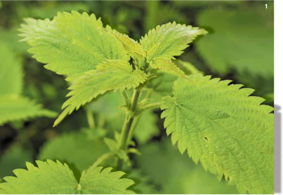 Brennnesseln geh�ren zu den fr�hesten Wildkr�utern im Jahr.