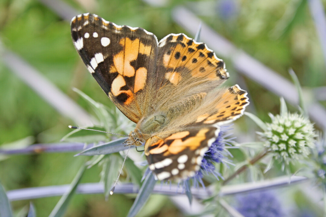 Der Admiral (Vanessa atalanta) gehört zur Familie der Edelfalter.