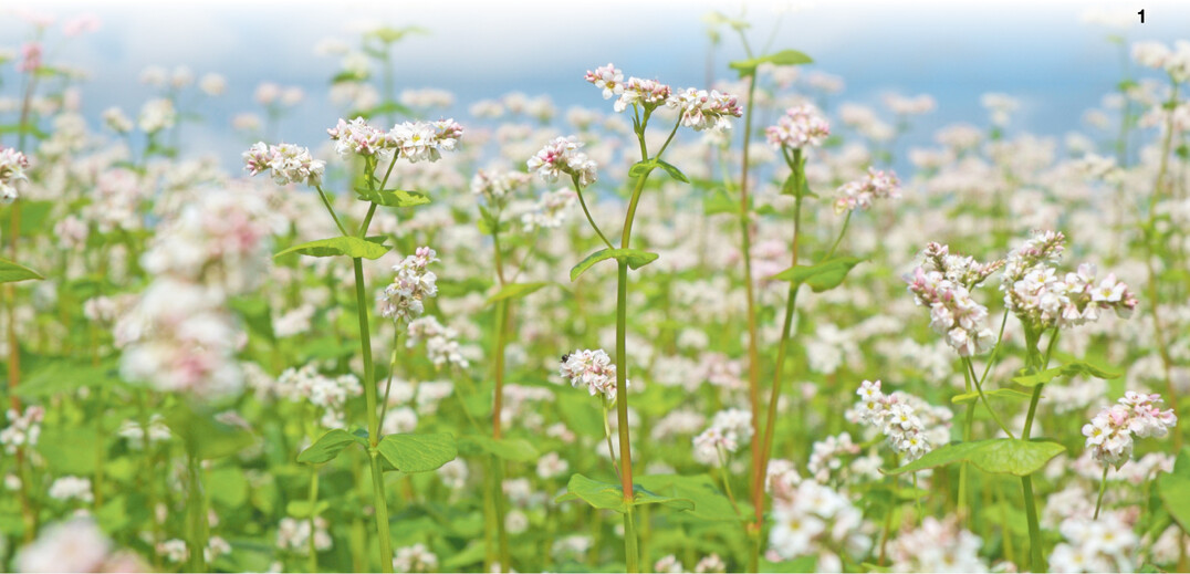 Buchweizen wird bis zu 60 cm hoch.