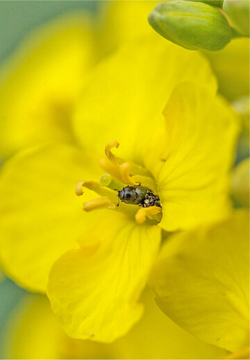 Der Rapsglanzkäfer ist eher ein Nützling als ein Schädling, sobald die ersten Blüten geöffnet sind.